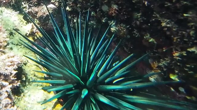 Close-up underwater footage of a blue and green sea urchin near Hon Mun Marine Protected Area off the coast of Nha Trang, Vietnam. Tropical marine wildlife in clear ocean water
