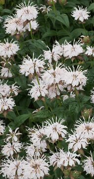 Monarda bradburiana |  Monarde de Bradbury - Bergamote sauvage - Monarde de l'Est. Fleurons incurv&eacute;s rose p&acirc;le dress&eacute;es sur un feuillage vert, velu et feuilles sup&eacute;rieures brunes coll&eacute;es &agrave; la tige 