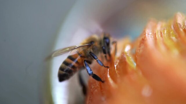 V&iacute;deo macro 4K de una abeja aliment&aacute;ndose de pan dulce (Pan Dulce, M&eacute;xico).