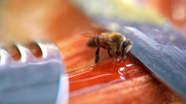 Abeja mel&iacute;fera en pan dulce cerca de los cubiertos Mesa de desayuno mexicana Macro 4K