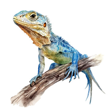 Sailfin Lizard, watercolor illustration, vector, isolated on a white background.