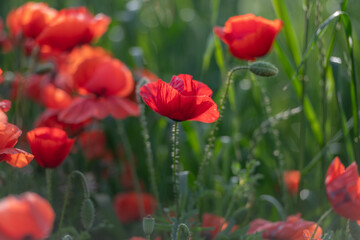 Fototapeta premium Red poppy flowers blooming in meadow with soft bokeh and shallow depth of field, spring wildflowers in natural grass landscape, floral background for nature, ecology and seasonal concepts.