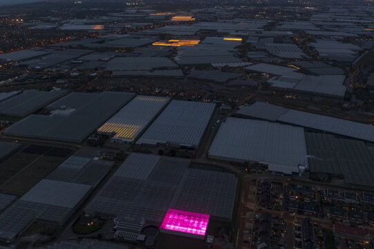 Aerial view of a vast greenhouse complex at twilight with vibrant pink and yellow artificial lights illuminating the glass structures near a residential area.