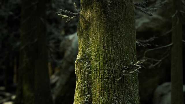 Detailed moss surface. Closeup of textured moss. Intimate view of bark with moss and lichen. Zoomedin image showing lush moss patterns on tree surface