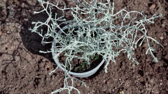 Elegant Silver Foliage In Sunlight, Plant Shimmering Silver Leaves In Bright Outdoors, Graceful Metallic Greenery Sways Over Sunlit Earthy Terrain