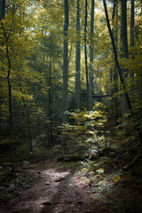 Obraz premium Great Smoky Mountains waterfalls hiking trails and mountain landscapes