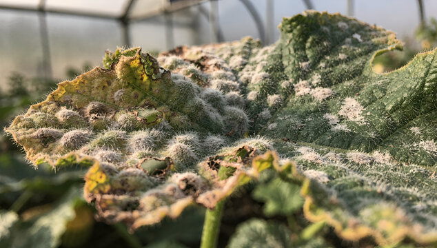 Severe powdery mildew fungal infection on cucumber leaf in greenhouse