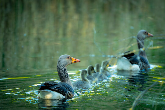 Greylag Goose Family Swimming Serene in Green Waters