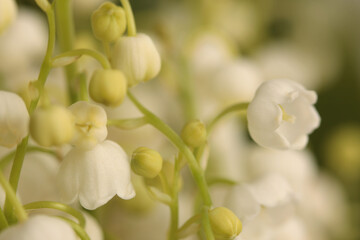 Smoke blur close-up selective soft focus cream beige white lily of the valley snowdropn Flower. Macro natural green background. © Liliia