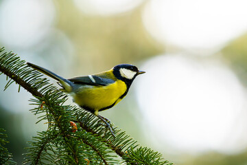 Great Tit Perched on Pine Branch in Soft Light © aevy