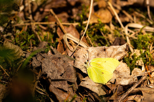 Brimstone Butterfly Resting on Forest Floor in Sunlight