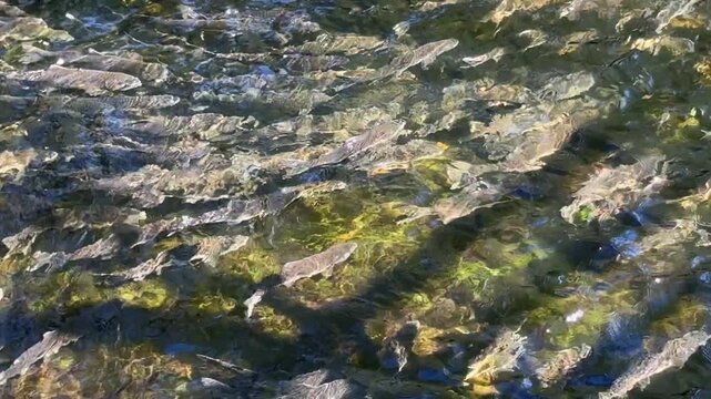 Salmon Swimming Upstream in Ketchikan Alaska