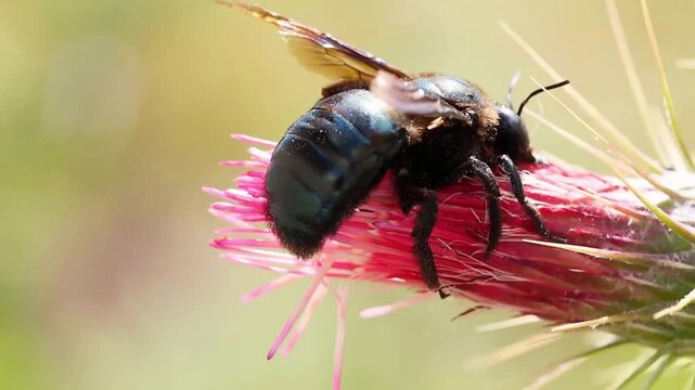 Cinematic close-up of a dark iridescent bee pollinating a wildflower in a sunny summer garden.

