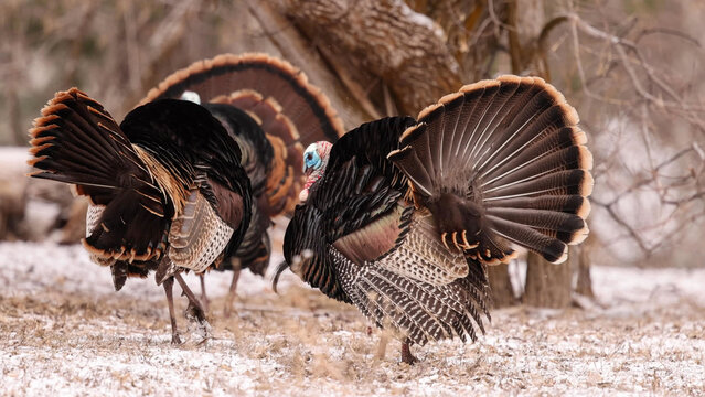 Wild Turkey Males Strutting with Fanned Tail Feathers During Winter Courtship Display in Woodland Habitat