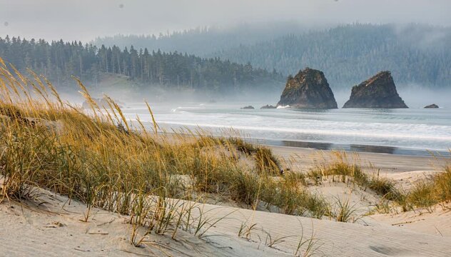 Serene Pacific Northwest Coastline: Misty Sea Stacks and Golden Dunes Shrouded in Morning Fog