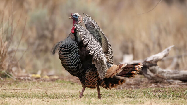 Wild Turkey Male Tom Displaying Fanned Wings During Spring Breeding Season in Open Woodland Habitat