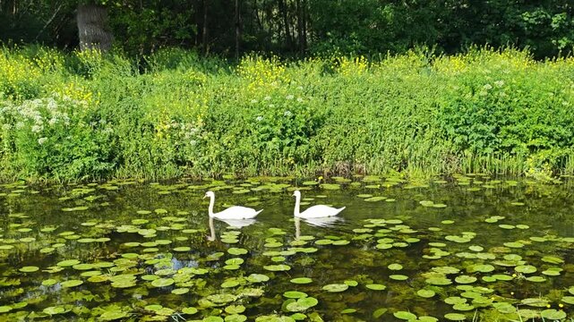 Two swans glide up the south drain of Shapwick Heath, Avalon marshes, Somerset