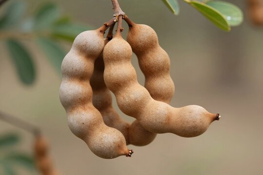 Close-up of Tamarix Fruits Hanging