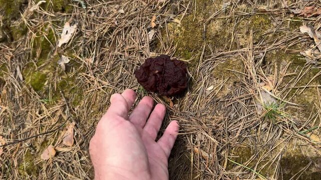 False morel mushroom in hand in spring forest, wild edible delicacy and foraging concept