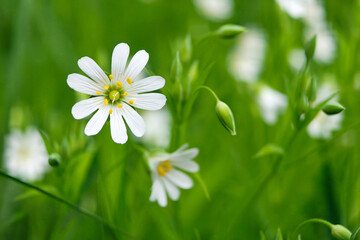 White flowers of Greater Stitchwort (Stellaria holostea) in grass on green meadow. Floral background, beauty of nature © Oleg