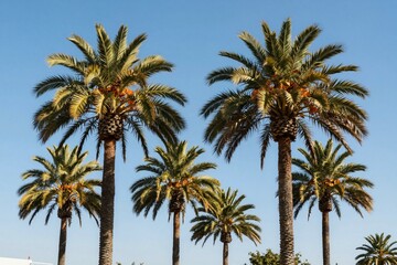 Obraz premium Palm Trees Against Azure Sky