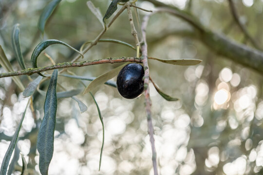 Ripe black olive hanging on branch of an olive tree