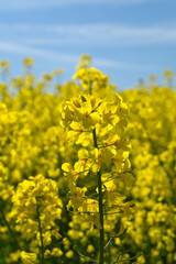 Obraz premium Golden rapeseed field in full bloom under clear blue spring sky in Denmark, symbolizing sustainable agriculture and vibrant rural landscape
