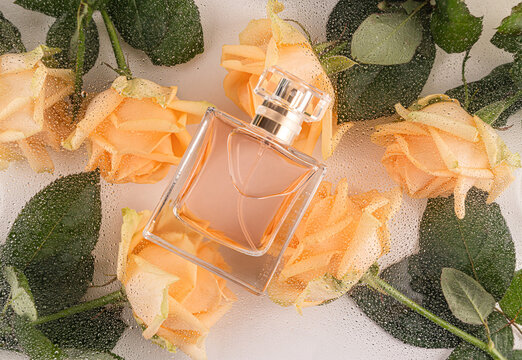 Perfume bottle on rose background with water drops closeup