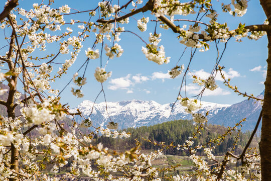 Cherry blossoms framing snowy mountains in spring