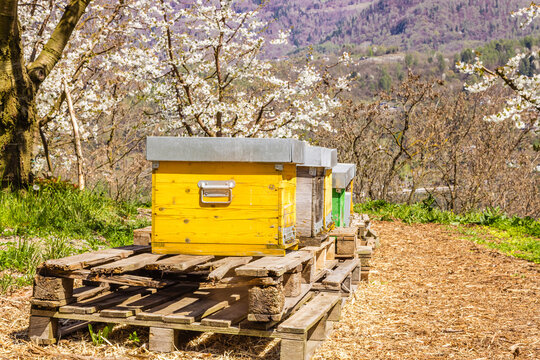 Apiaries among cherry blossoms in springtime Italy