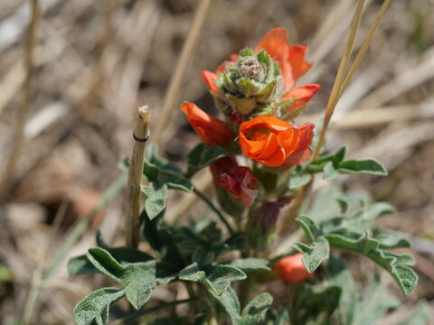 Orange Globemallow wildflower (Sphaeralcea coccinea) in Boulder Colorado