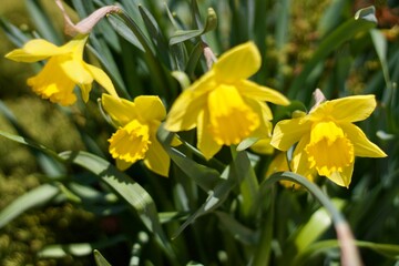 Obraz premium yellow daffodils in spring