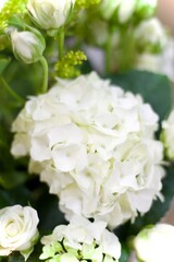 Fototapeta premium white flowers on white background