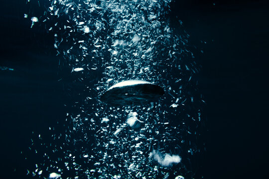 Underwater bubble stream rising in dark blue ocean water