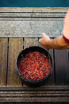 Fresh shrimp catch in bucket on wooden pier by water