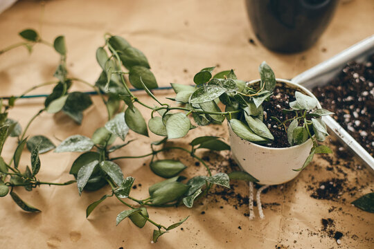 Repotting Hoya lacunosa houseplant as a cozy indoor hobby