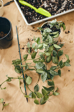 Repotting Hoya lacunosa houseplant on potting bench