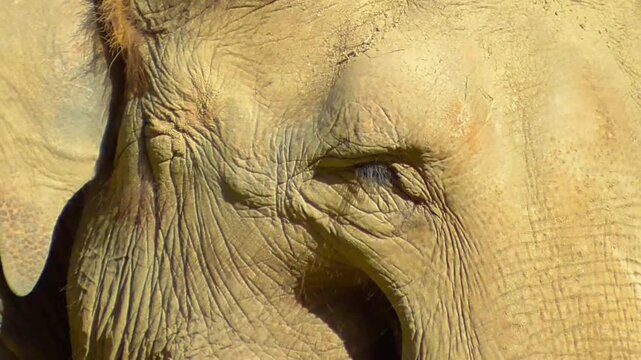 Dynamic 4K High-Detail Close Up of Indian Elephant: Majestic Jungle Wildlife Creature Motion