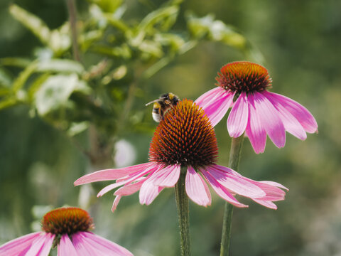 Close-up of bee on pink coneflower in summer garden