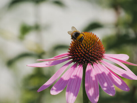 Bee on coneflower bloom in garden with soft bokeh