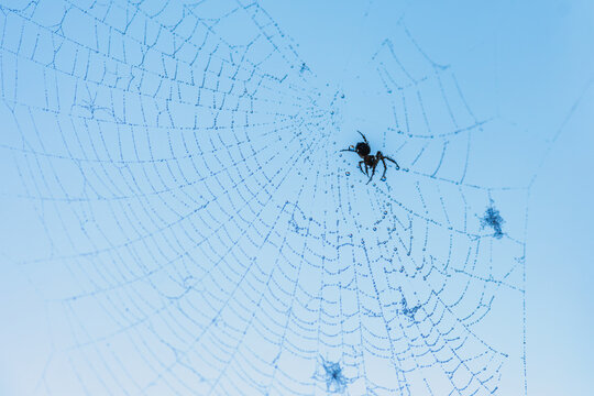 Spider on delicate web with morning dew against blue sky