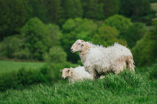 Sheep and lamb grazing in lush green meadow landscape