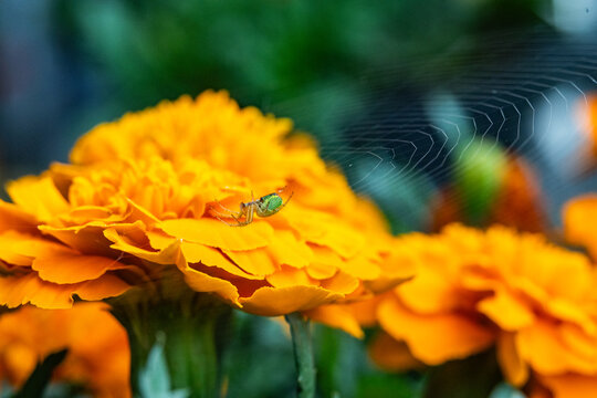 Spider on marigold bloom with web and soft bokeh