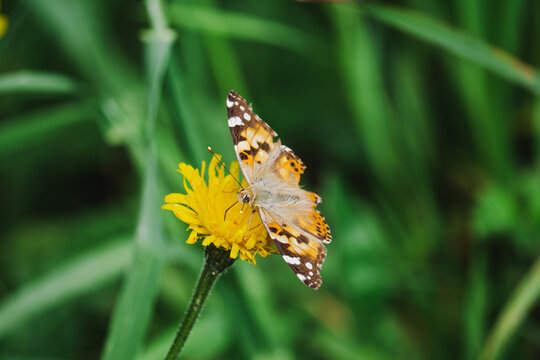 Butterfly feeding on yellow wildflower in green meadow
