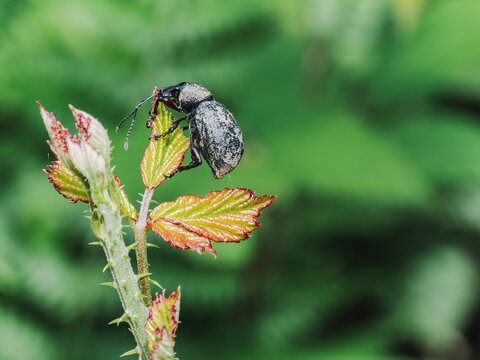 Macro beetle on young leaf with green bokeh background