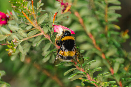 Bumblebee pollinating pink flower in lush garden macro