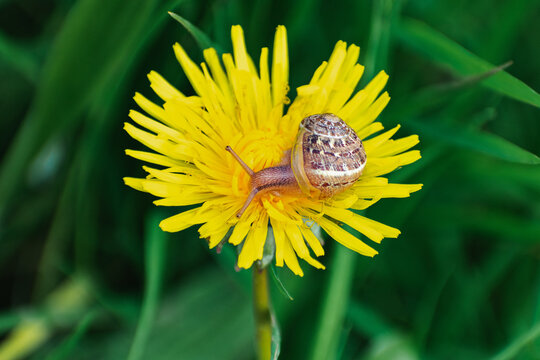 Snail resting on bright yellow dandelion in spring meadow