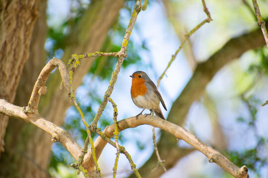 Robin perched on tree branch in spring woodland light