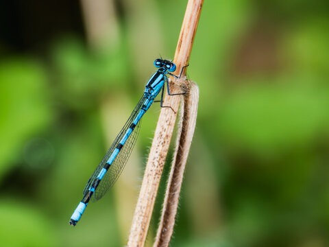 Blue damselfly on dry stem with green bokeh background