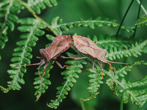 Brown leaf insects mating on green fern in macro closeup